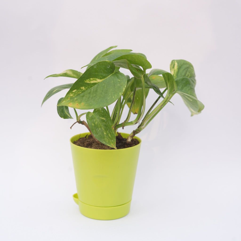 Money Plant Green in 4 Inch Green Florence Self Watering Pot