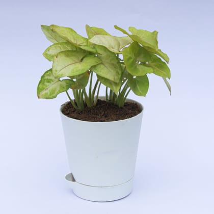 Buy Syngonium Green in 4 Inch White Florence Self Watering Pot Online | Urvann.com