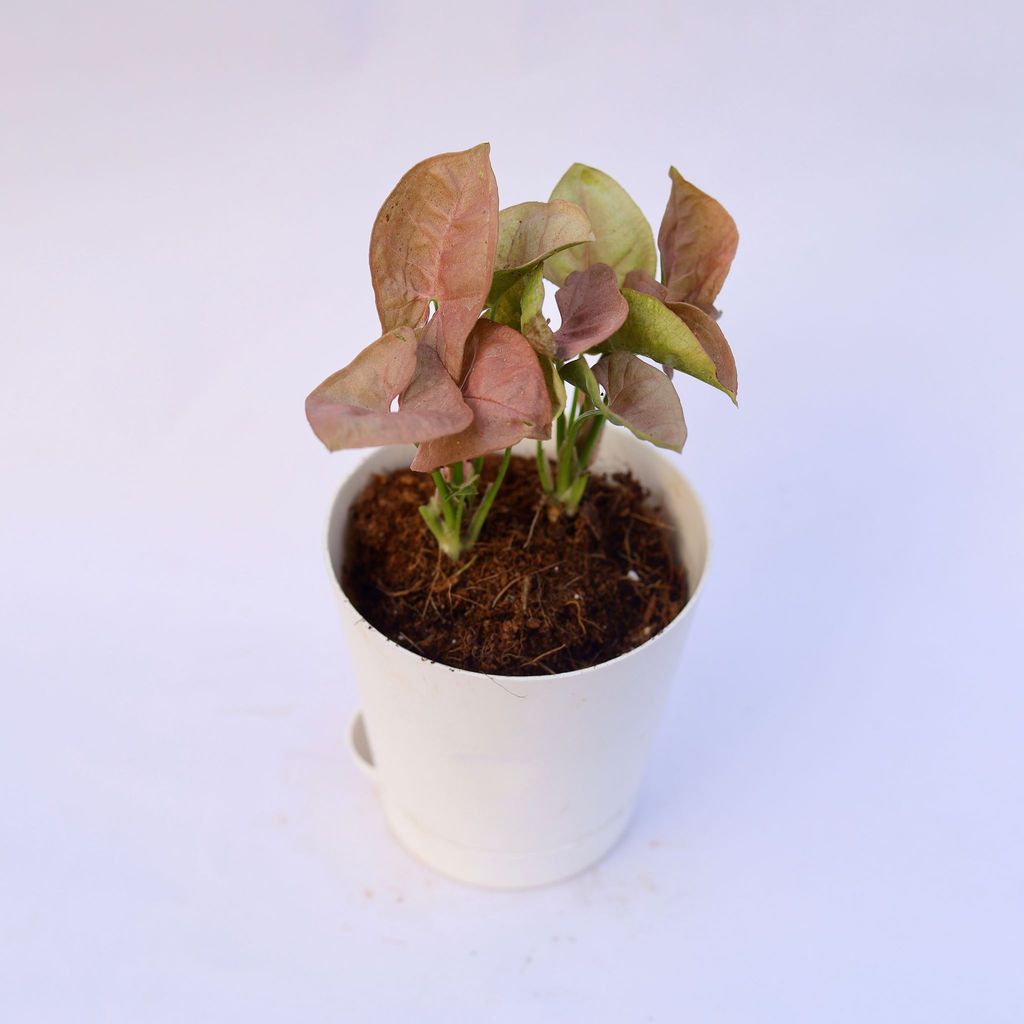 Syngonium Pink in 4 Inch White Florence Self Watering Pot