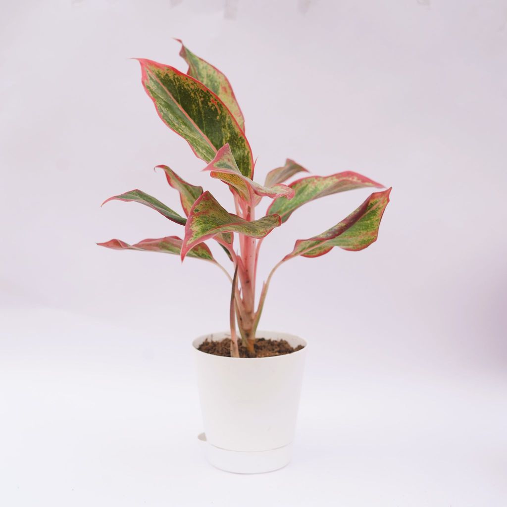 Aglaonema Lipstick in 4 Inch White Florence Self Watering Pot