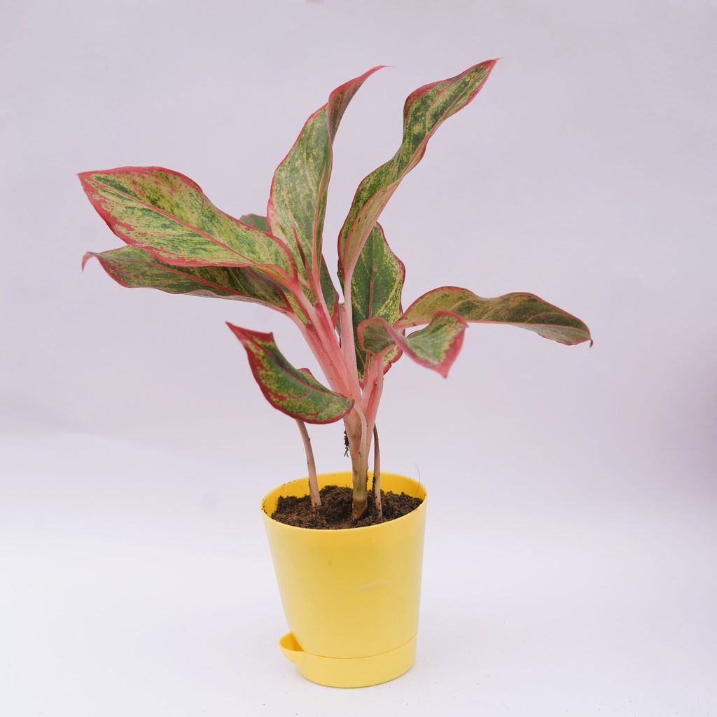 Aglaonema Lipstick in 4 Inch Yellow Florence Self Watering Pot