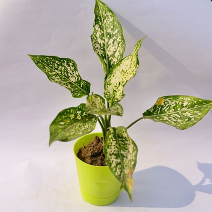 Buy Aglaonema Snow White in 4 Inch Green Florence Self Watering Pot Online | Urvann.com