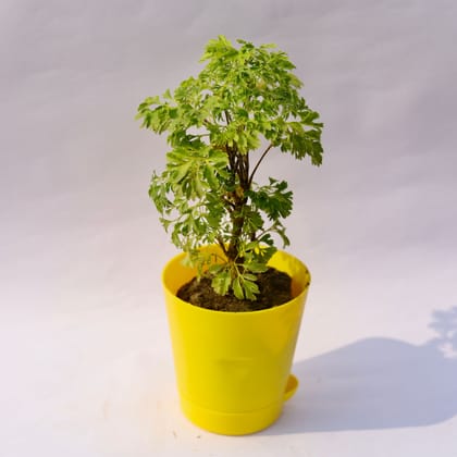 Buy Aralia Green in 4 Inch Yellow Florence Self Watering Pot Online | Urvann.com