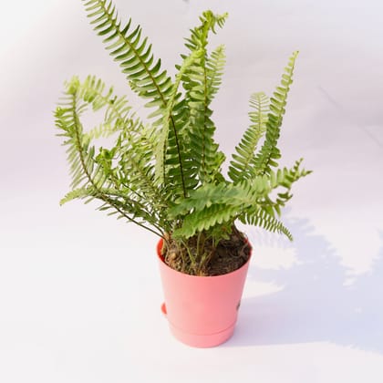 Buy Fern Green in 4 Inch Pink Florence Self Watering Pot Online | Urvann.com