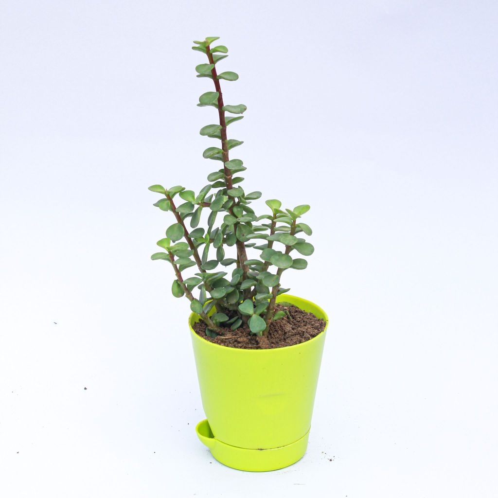 Jade in 4 Inch Green Florence Self Watering Pot