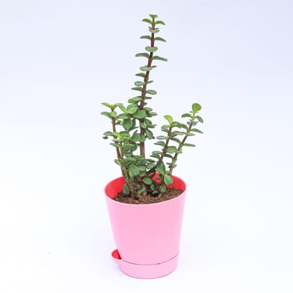 Buy Jade in 4 Inch Pink Florence Self Watering Pot Online | Urvann.com