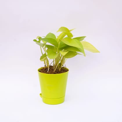 Buy Money Plant Golden in 4 Inch Green Florence Self Watering Pot Online | Urvann.com