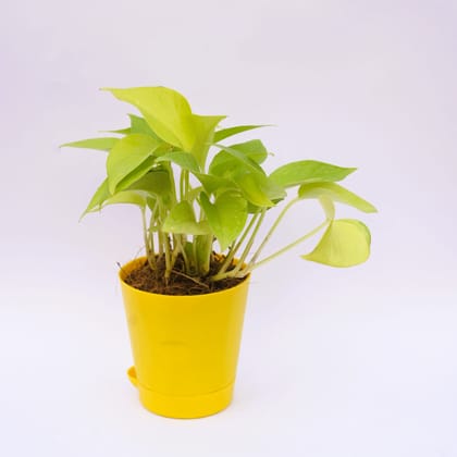 Buy Money Plant Golden in 4 Inch Yellow Florence Self Watering Pot Online | Urvann.com