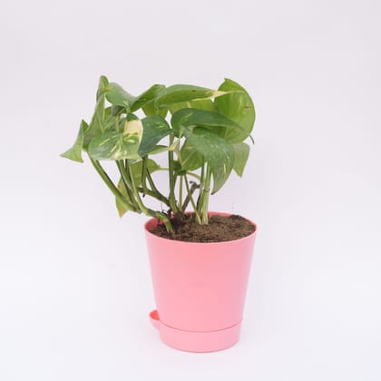 Buy Money Plant Green in 4 Inch Pink Florence Self Watering Pot Online | Urvann.com