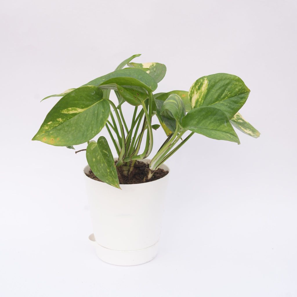 Money Plant Green in 4 Inch White Florence Self Watering Pot - Best Table Top Indoor Plant