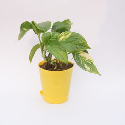Buy Money Plant Green in 4 Inch Yellow Florence Self Watering Pot Online | Urvann.com