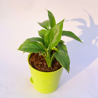 Buy Peace Lily  in 4 Inch Green Florence Self Watering Pot Online | Urvann.com