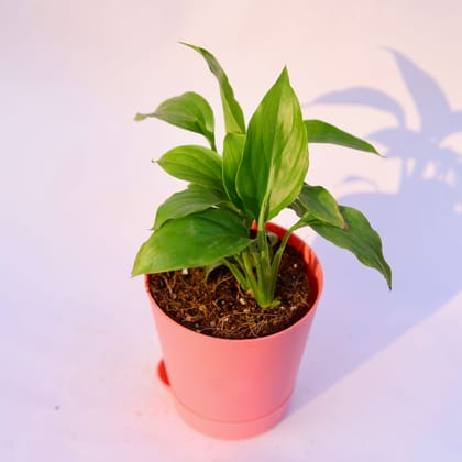 Buy Peace Lily  in 4 Inch Pink Florence Self Watering Pot Online | Urvann.com