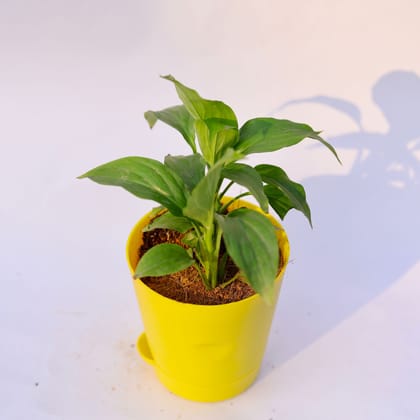 Buy Peace Lily  in 4 Inch Yellow Florence Self Watering Pot Online | Urvann.com