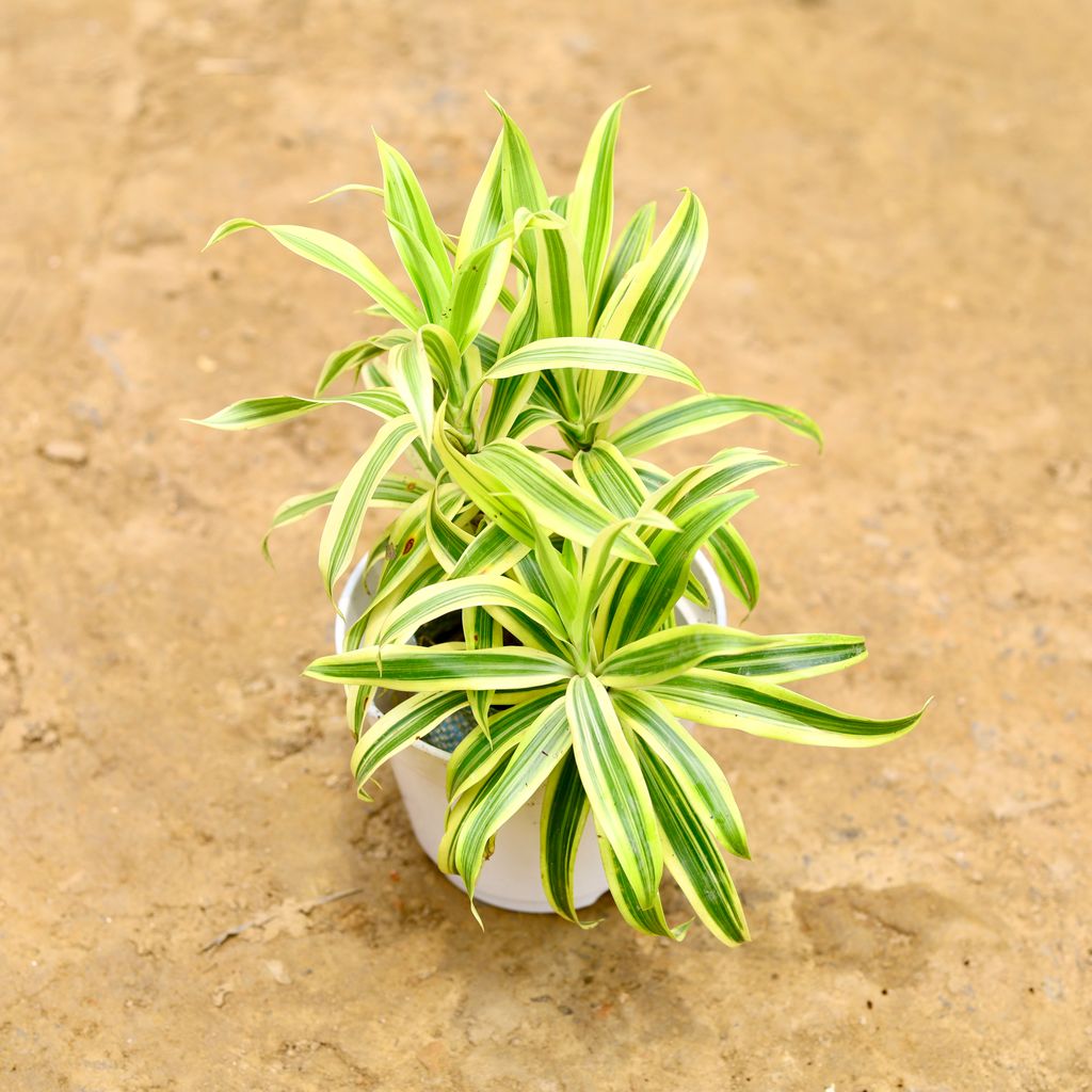 Song of India in 6 Inch White Nursery Pot