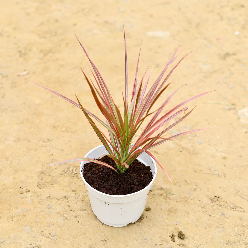 Dracaena Colorama / Marginata Red in 6 Inch White Nursery Pot