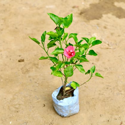 Buy Hibiscus / Gudhal Pink (~ 1.5 Ft) in 6 Inch Nursery Bag Online | Urvann.com