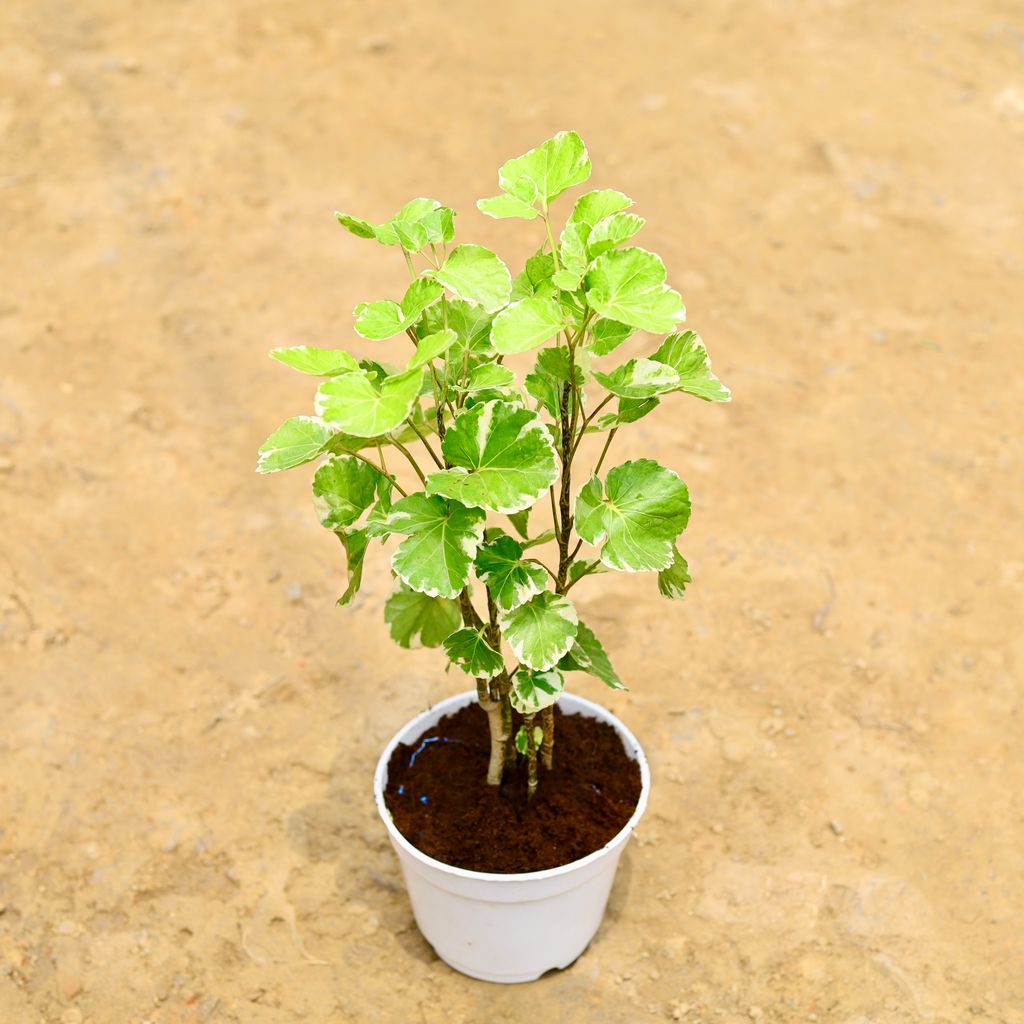 Aralia Dinner Plate (~ 1.5 Ft) in 6 Inch White Nursery Pot