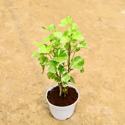 Buy Aralia Dinner Plate (~ 1.5 Ft) in 6 Inch White Nursery Pot Online | Urvann.com