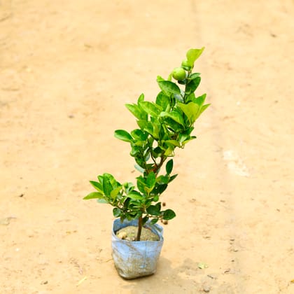 Buy Kagzi Lemon (~ 2 Ft) in 8 Inch Nursery Bag Online | Urvann.com