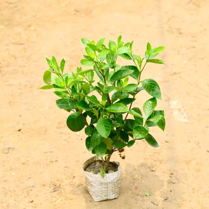 Buy Gardenia / Gandhraa in 7 Inch Nursery Bag Online | Urvann.com