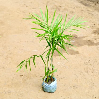 Buy Cane Palm (~ 2 Ft) in 6 Inch Nursery Bag Online | Urvann.com