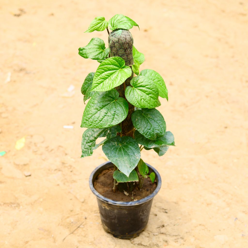 Paan / Betel Leaf with (~ 2 Ft) Moss Stick in 8 Inch Nursery Pot