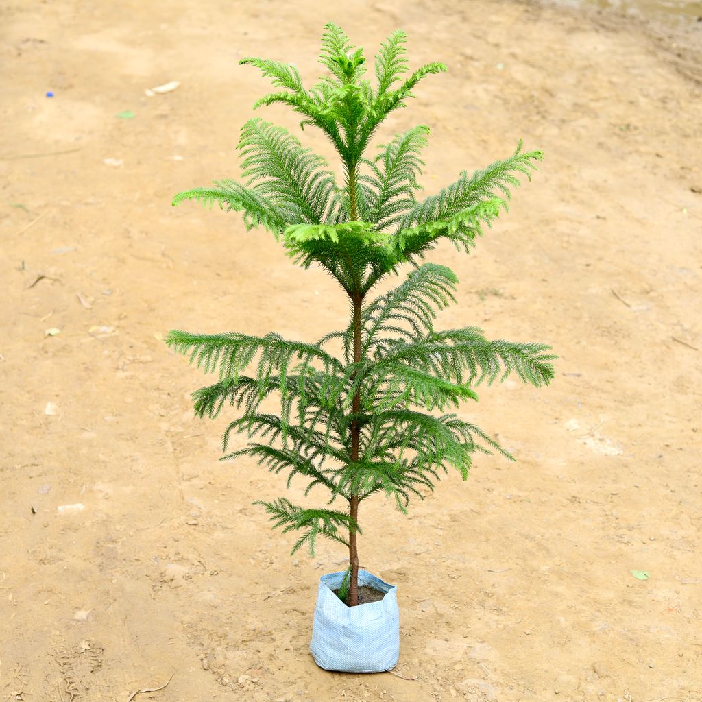 Araucaria / Christmas Tree (~ 3 Ft) in 7 Inch Nursery Bag