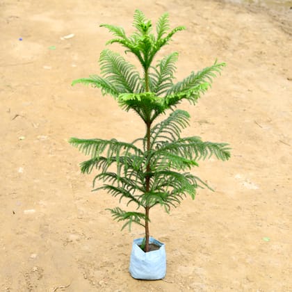 Buy Araucaria / Christmas Tree (~ 3 Ft) in 7 Inch Nursery Bag Online | Urvann.com