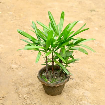 Buy Raphis Palm (~ 1.5 Ft) in 8 Inch Terracota Clay Pot Online | Urvann.com