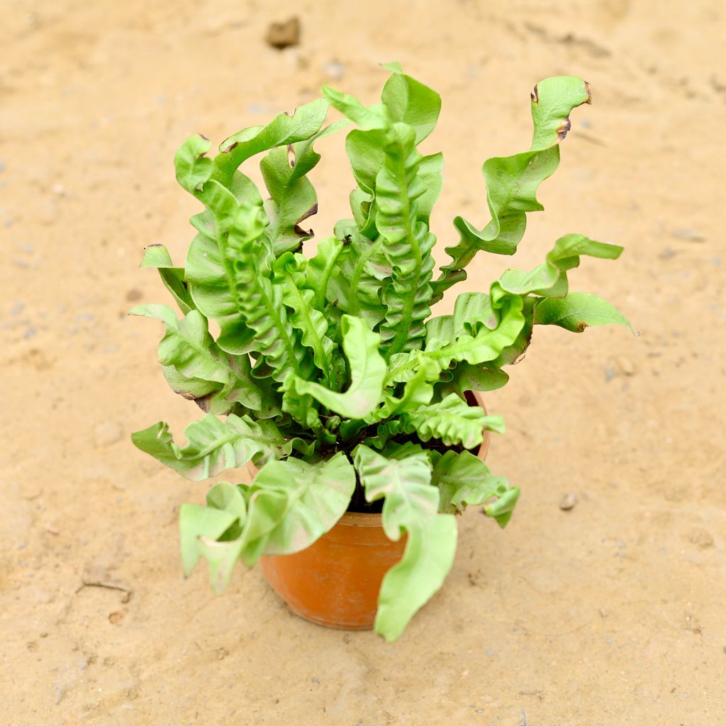 Fern Cobra in 5 Inch Nursery Pot