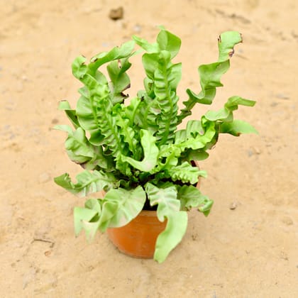 Buy Fern Cobra in 5 Inch Nursery Pot Online | Urvann.com