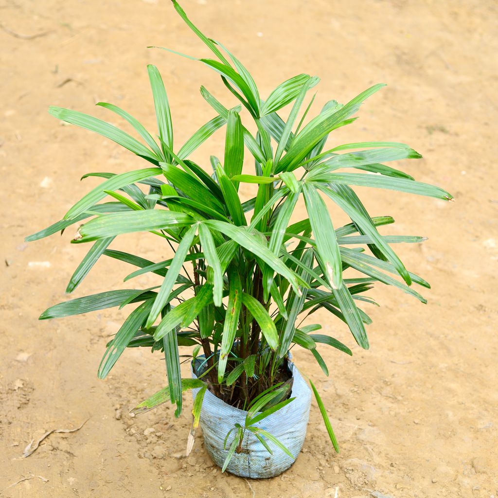 Raphis Palm (~2.5 Ft) in 10 Inch Nursery Bag