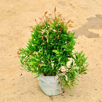 Buy Syzygium / Christina Ficus (~ 2 Ft) in 12 Inch Nursery Bag Online | Urvann.com