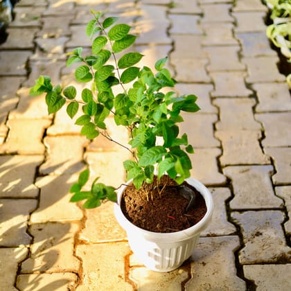 Buy Madhu Malti / Rangoon Creeper Dwarf (Any Colour)  in 8 Inch White Olive Plastic Pot Online | Urvann.com