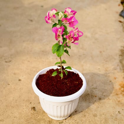 Buy Bougainvillea (Any Color) in 10 Inch White Premium Olive Plastic Pot Online | Urvann.com