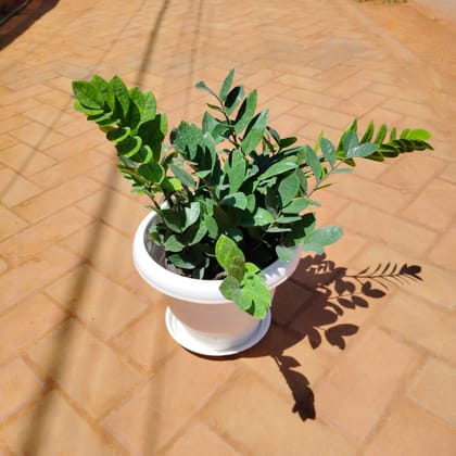 Buy Zz Green in 8 Inch Classy White Plastic Pot with Tray Online | Urvann.com