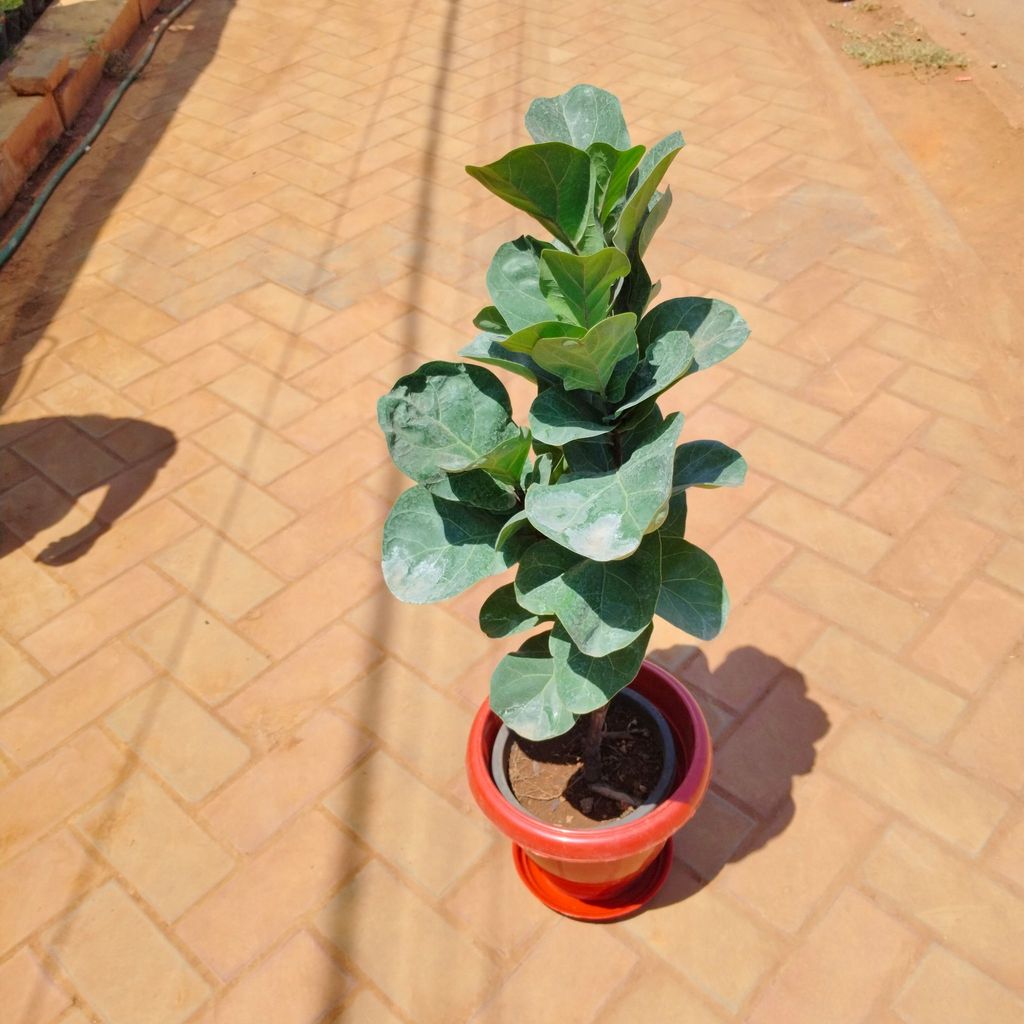 Fiddle Leaf Fig / Ficus Lyrata (~ 3 Ft) in 8 Inch Classy Red Plastic Pot with Tray