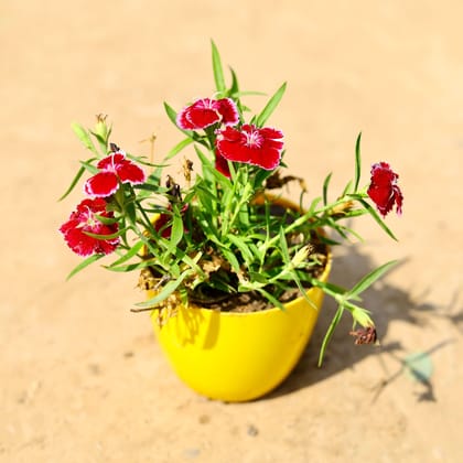 Buy Dianthus (any colour) in 4 Inch Yellow Premium Orchid Round Plastic Pot Online | Urvann.com