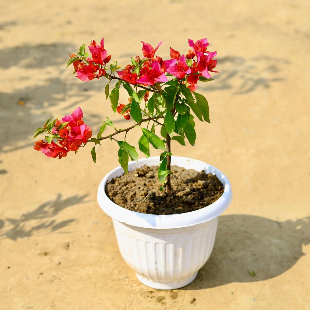 Bougainvillea Pink in 8 Inch White Olive Plastic Pot