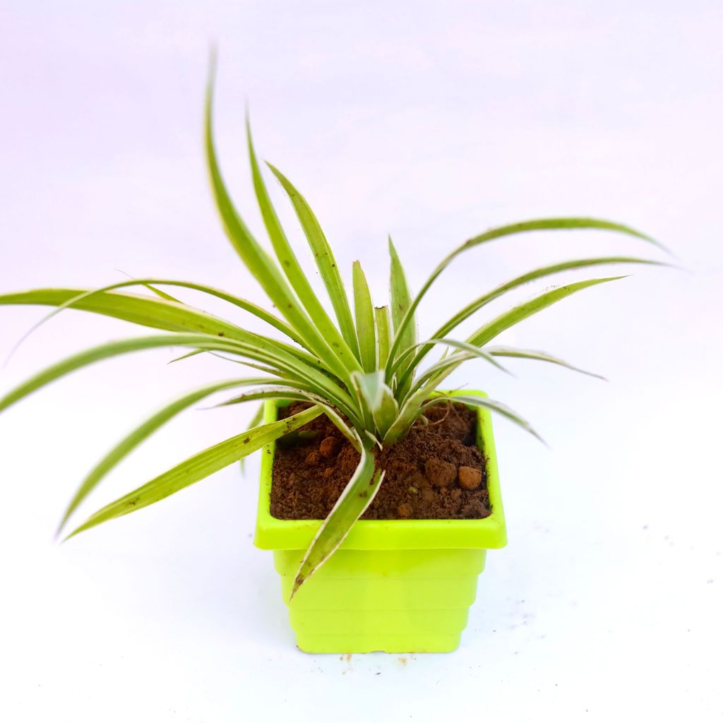 Spider in 4 Inch Green Premium Orchid Square Plastic Pot