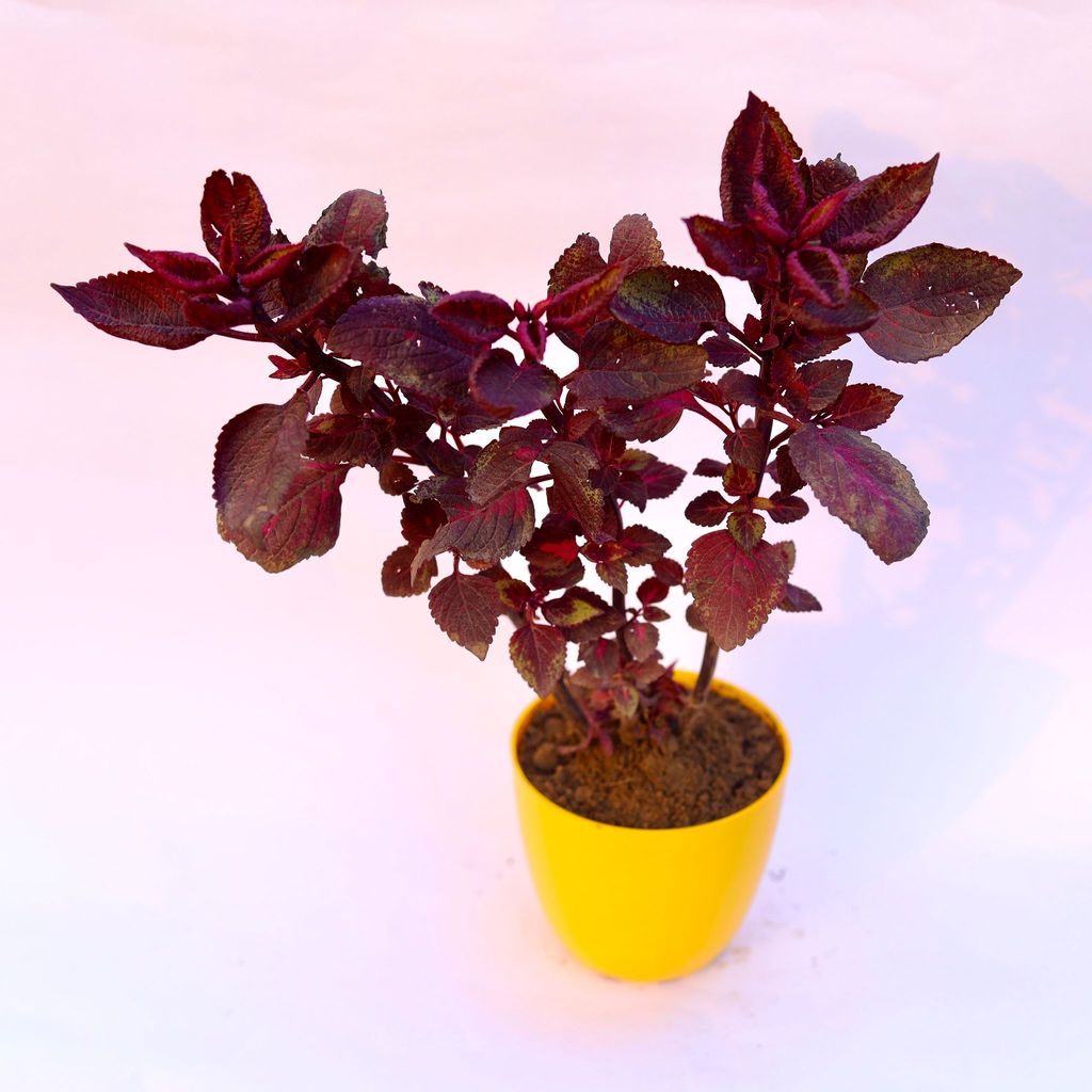 Coleus Red (any design) in 4 Inch Yellow Premium Orchid Round Plastic Pot