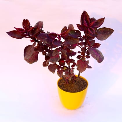 Buy Coleus Red (any design) in 6 Inch Yellow Premium Orchid Round Plastic Pot Online | Urvann.com