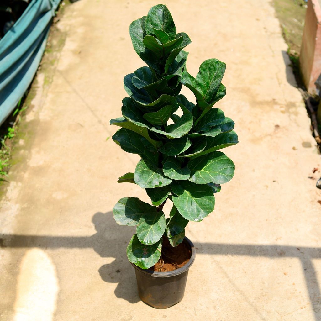 Fiddle Leaf / Ficus Lyrata (~ 4 Ft) in 6 Inch Nursery Pot