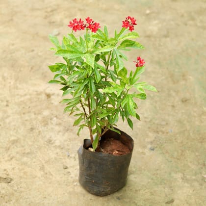 Jatropha / Sundar Rupa in 4 Inch Nursery Bag