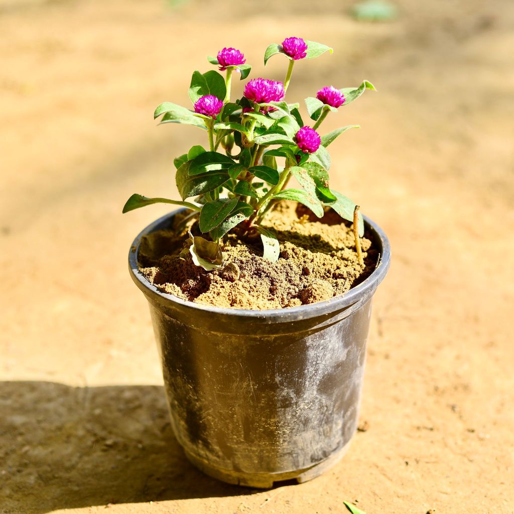 Gomphrena (any colour) in 5 Inch Nursery Pot