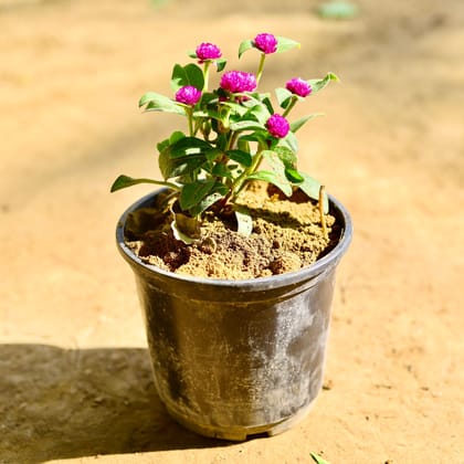 Gomphrena (any colour) in 5 Inch Nursery Pot