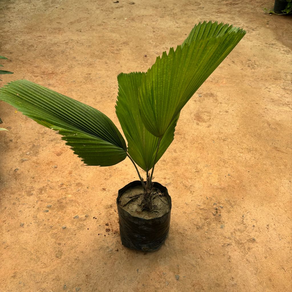 Licuala Grandis / Ruffled Palm in 10 Inch Nursery Bag