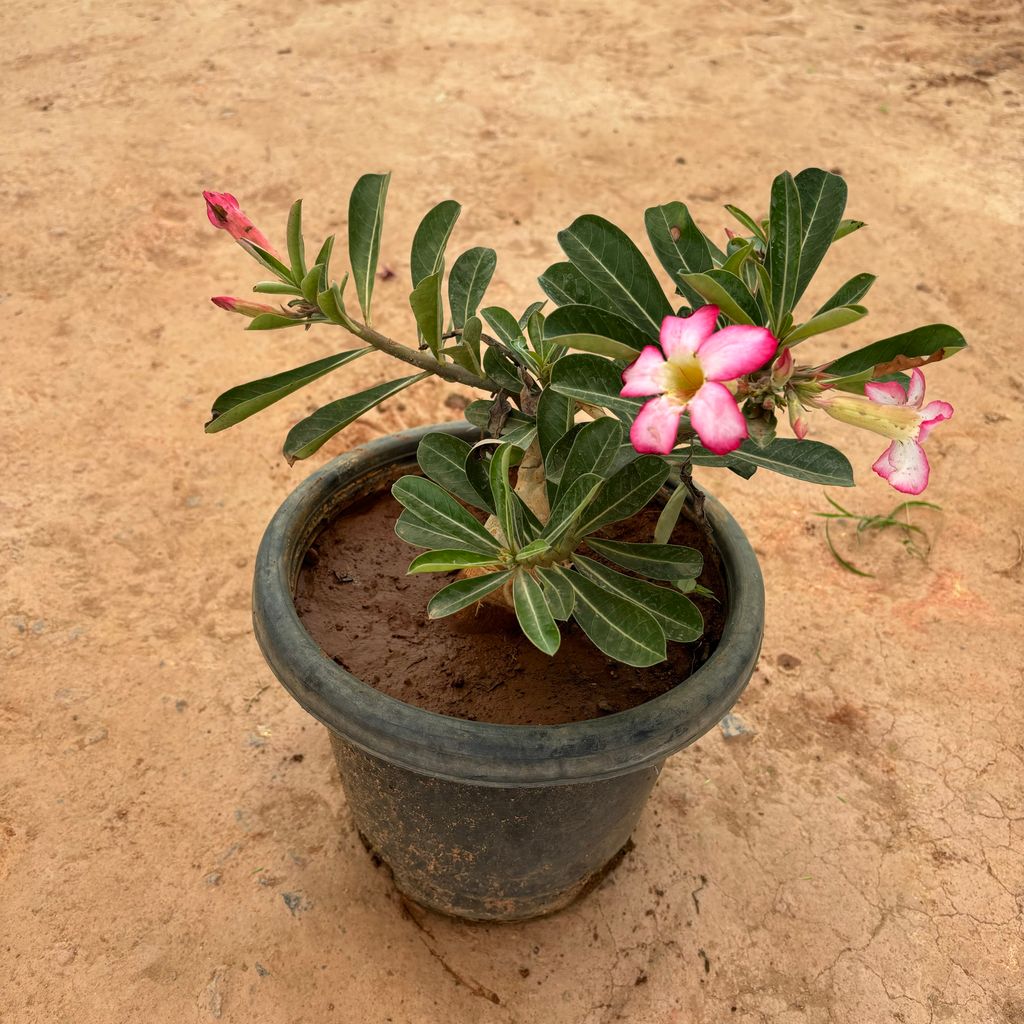 Adenium Pink in 10 Inch Nursery Pot