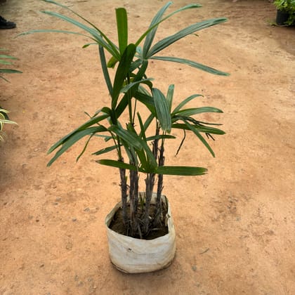 Buy Raphis Palm in 8 Inch Nursery Bag Online | Urvann.com